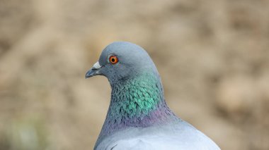 Bir güvercinin yakın plan portresi