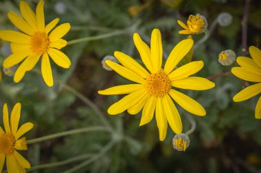 savannah daisy close up