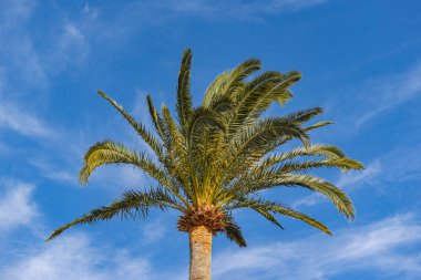 palm tree, close-up, under a blue sky