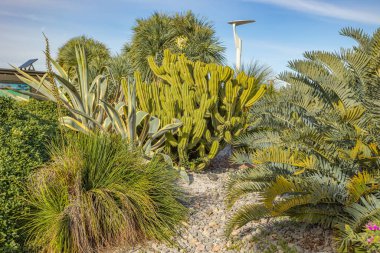 cactus garden in the south of France
