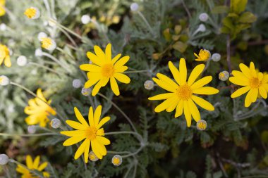 savannah daisy close up