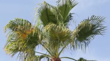 palm tree, close-up, under a blue sky