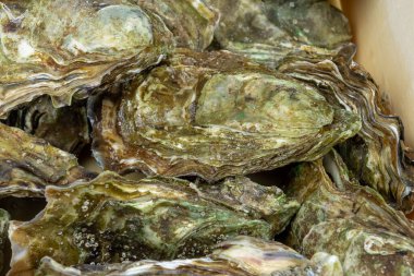 several oysters in a box close-up
