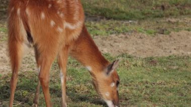 close up of a sitatunga antelope eating grass