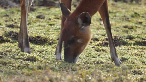 Close Sitatunga Antelope Eating Grass — Stockvideo