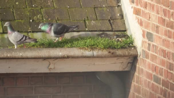 Two Pigeons Walking House Gutter — Vídeo de Stock