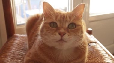 Kırmızı kedi yakındaki kaleye bakıyor.