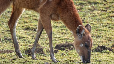 an antelope Sitatunga eating grass