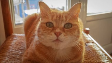 red cat looking at the closer's goal