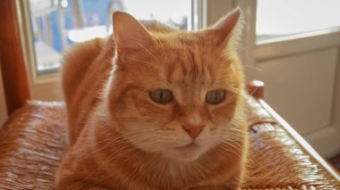 red cat looking at the closer's goal