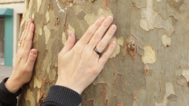 Mão Uma Pessoa Acariciando Sylvotherapy Uma Árvore — Vídeo de Stock