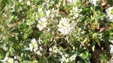 Rüzgarda tarla çiçeğine yaklaş.