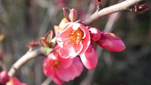 Japanonica Japanese Quince Close — ストック動画