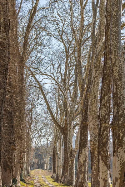 冬天的土路两旁长满了树木 — 图库照片
