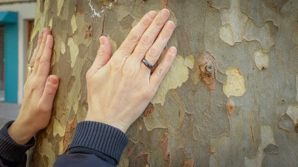 Ręka Osoby Głaskającej Sylwoterapię Drzewie — Zdjęcie stockowe