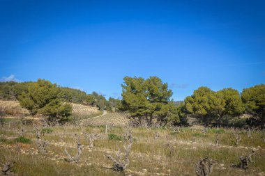 Rasteau köyü (Vauluse, Fransa)