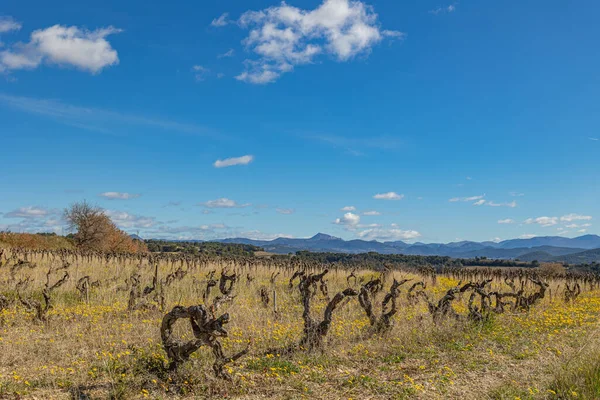 Vinfält Landsbygden Runt Byn Rasteau Vauluse Frankrike — Stockfoto