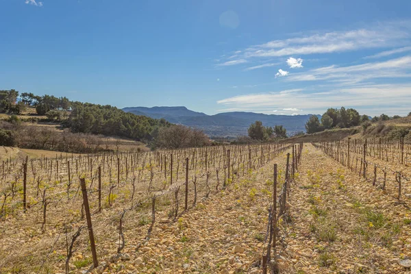 Wijngaarden Het Platteland Rond Het Dorp Rasteau Vauluse Frankrijk — Stockfoto