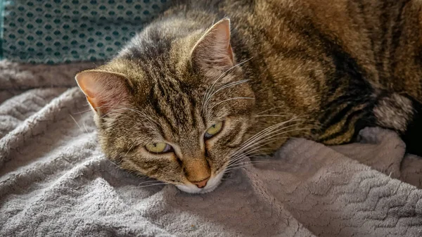 Tabby Cat Ležící Gauči — Stock fotografie