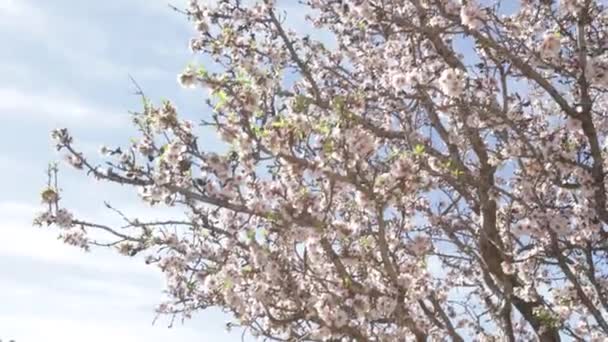 春にはピンク色の花が咲き乱れる木 — ストック動画