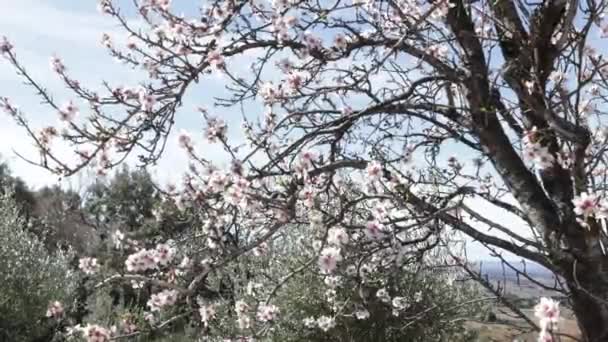 春にはピンク色の花が咲き乱れる木 — ストック動画