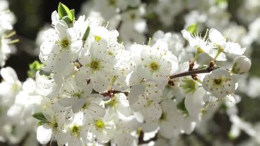 İlkbaharda açan beyaz yaprak ağaçları