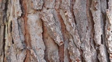 Ağaç gövdesi kabuğu kapat