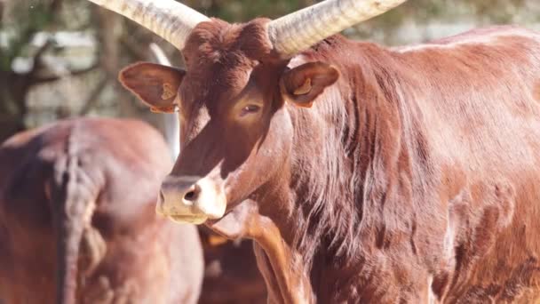Watusi Knöchelrasse Afrikanisches Rindfleisch — Stockvideo