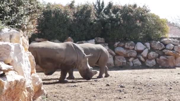 공원에 마리의 코뿔소 — 비디오