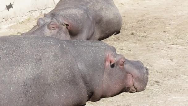 Deux Hippopotames Endormis Sur Sol — Video