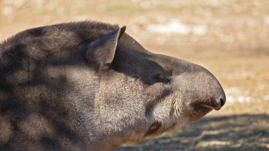 Bir tapirin yakın plan portresi