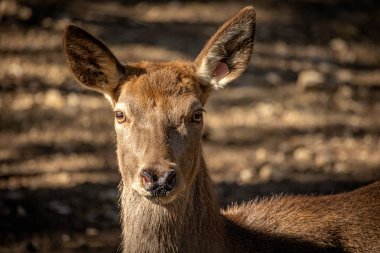 Bir geyiğin yakın plan portresi.