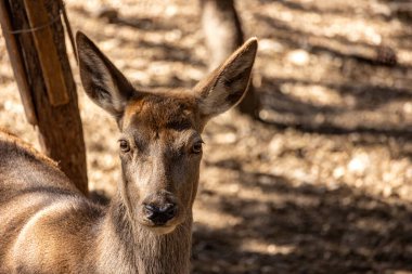 Bir geyiğin yakın plan portresi.