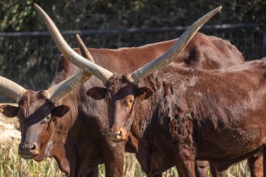 Watusi (ankole) Afrika bifteği cinsi