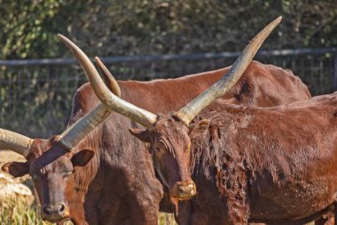 Watusi (ankole) Afrika bifteği cinsi