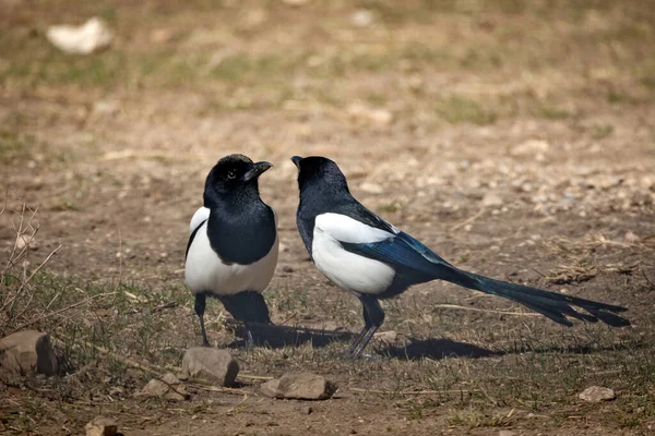 stock image close up of two magpies resting on the ground