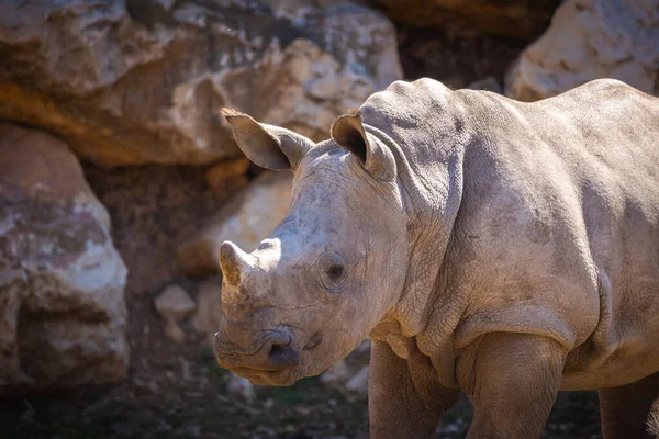 Jeune Rhinocéros Dans Parc Animalier — Photo