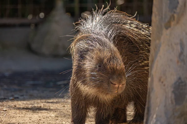 stock image close up portrait of a crested porcupine