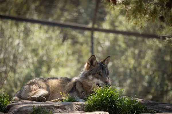 Wolf Lying Rock — Stock Photo, Image