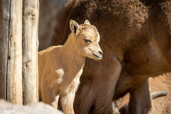 Stock image Barbary sheep lamb close up