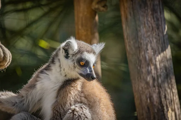 Närbild Porträtt Ring Tailed Lemur — Stockfoto
