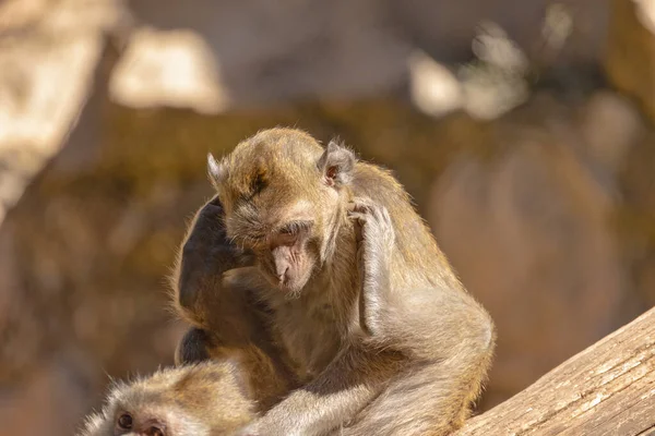 Retrato Cerca Macaco Come Cangrejos —  Fotos de Stock
