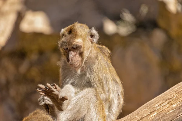 Retrato Cerca Macaco Come Cangrejos —  Fotos de Stock