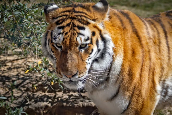 Portrait Gros Plan Tigre — Photo