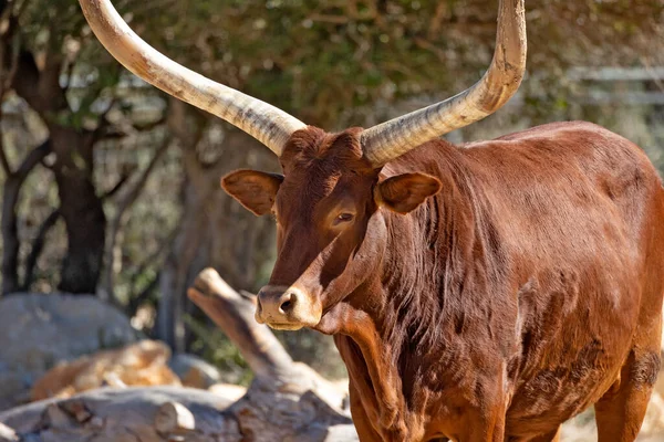 Watusi Ankole Breed African Beef — Stock Photo, Image