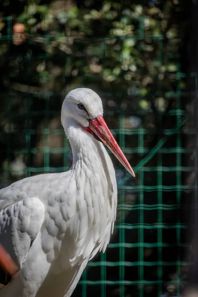 Portrait White Stork Close — Stock Photo, Image