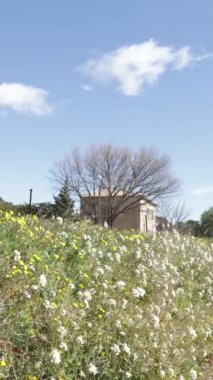 Provence 'deki tarla çiçeklerine yakın çekim