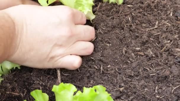 Nahaufnahme Einer Person Die Salatpflanzen Pflanzt — Stockvideo