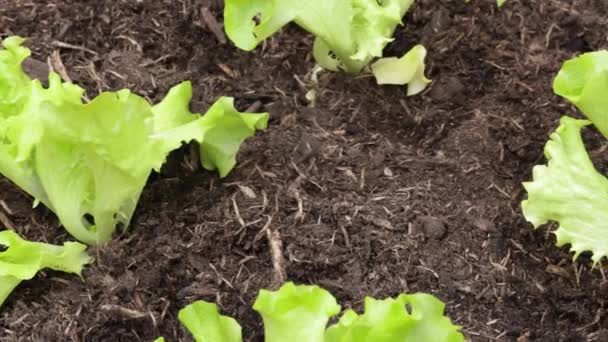 Salatpflanzen Hautnah Garten — Stockvideo