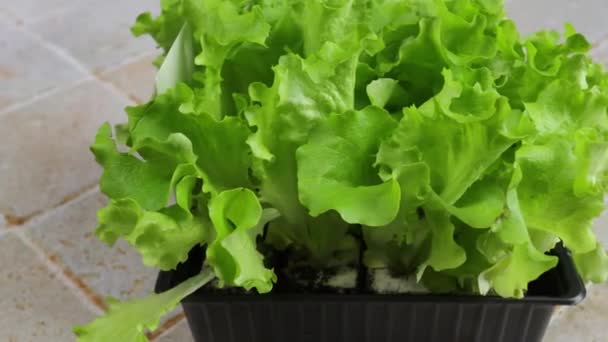 Salata Verde Pentru Replantată Într Grădină — Videoclip de stoc